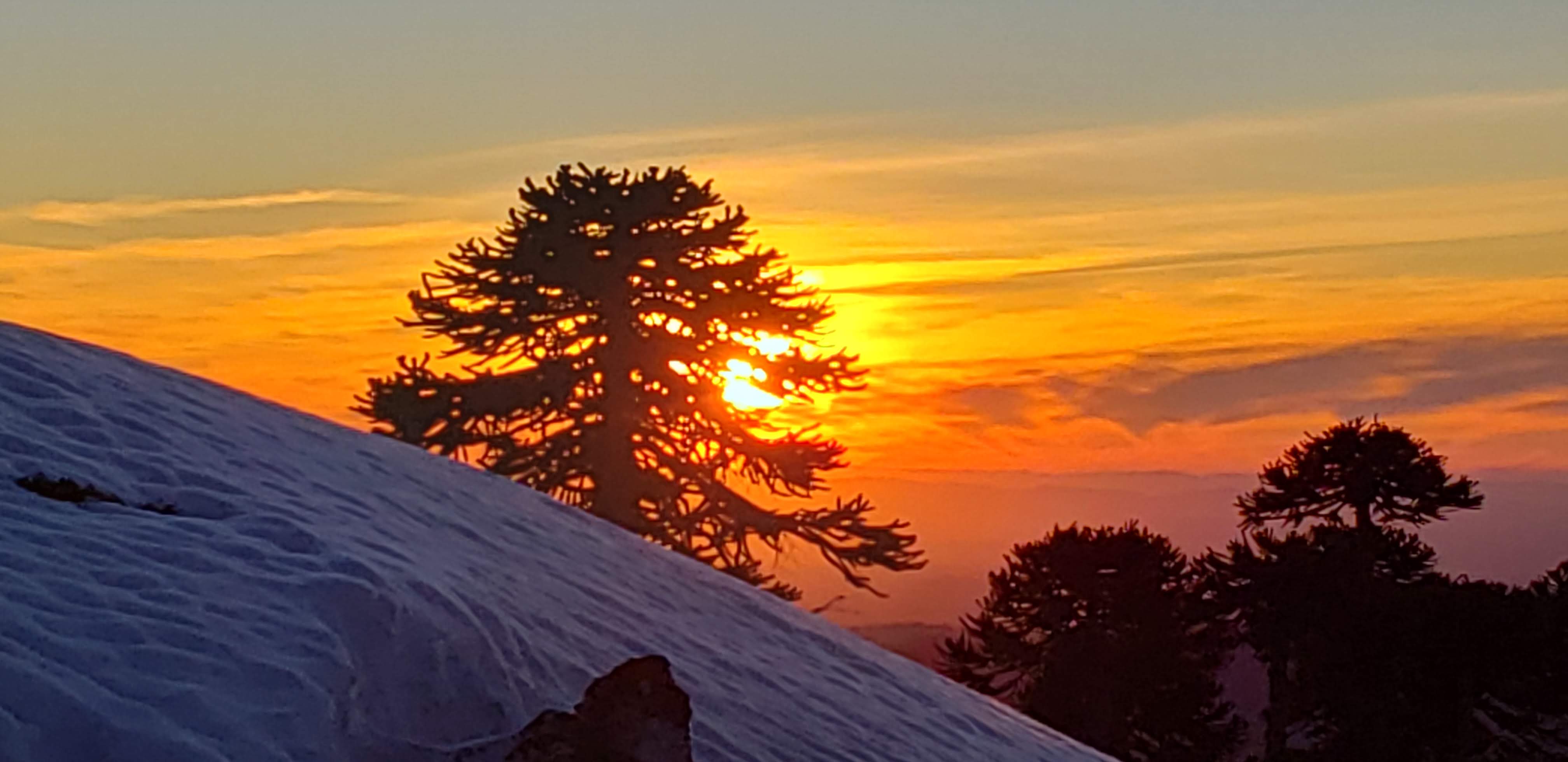 Araucaria atardecer en volcan llaima