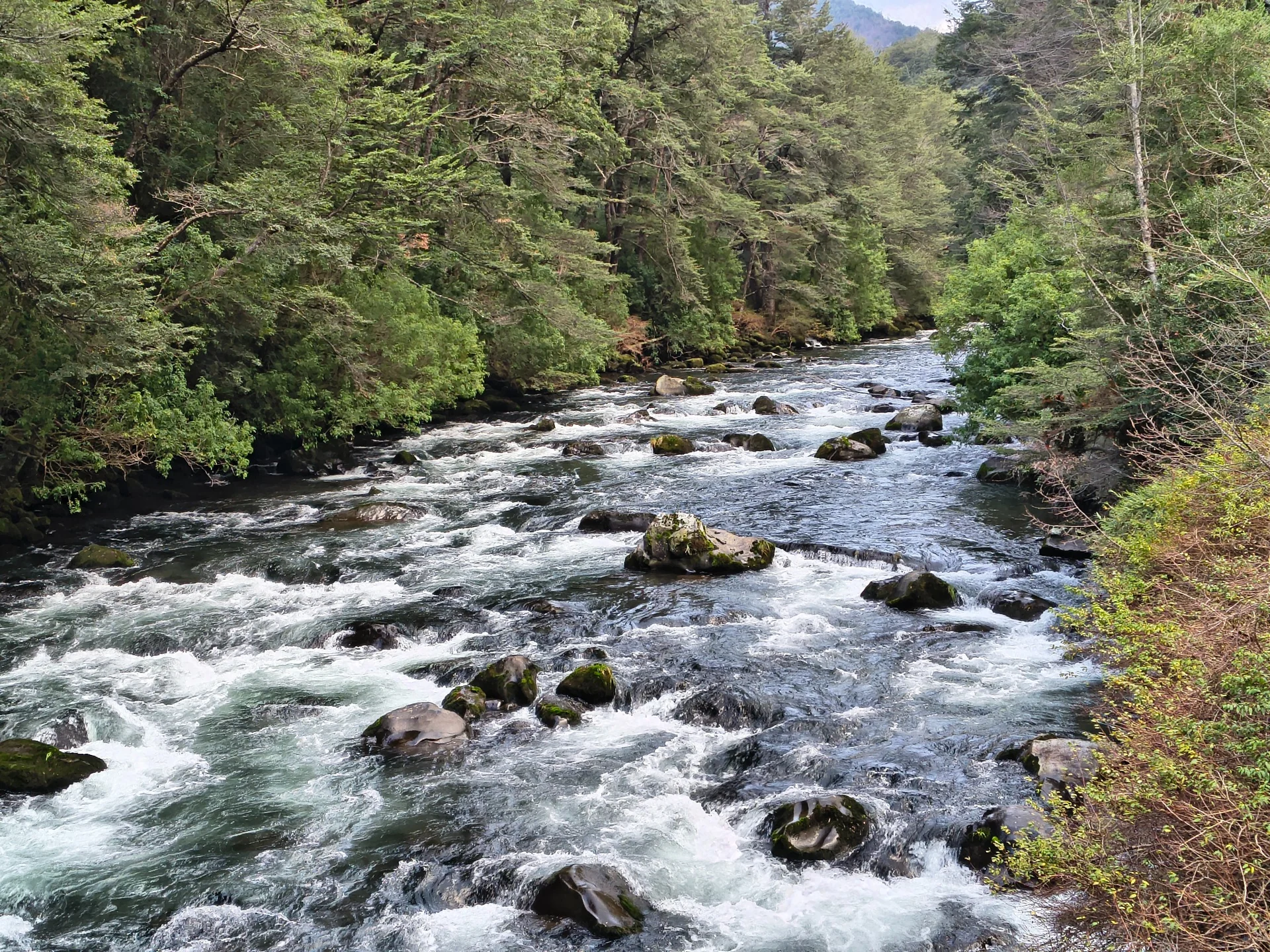 Río Cautín rodeado de bosque nativo